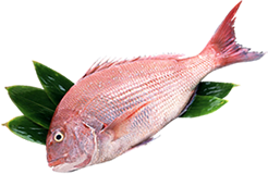 徳島県鳴門市の北灘漁業協同組合はとれたての美味しい鮮魚をご提供する さかな市 を運営しています