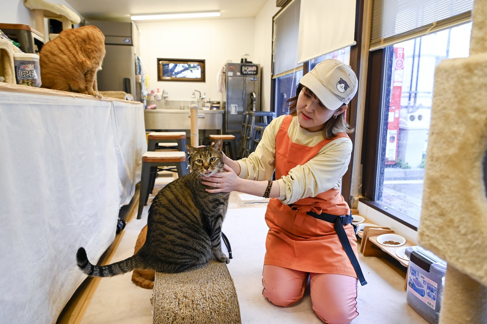 猫ハウスで猫をなでるスタッフ