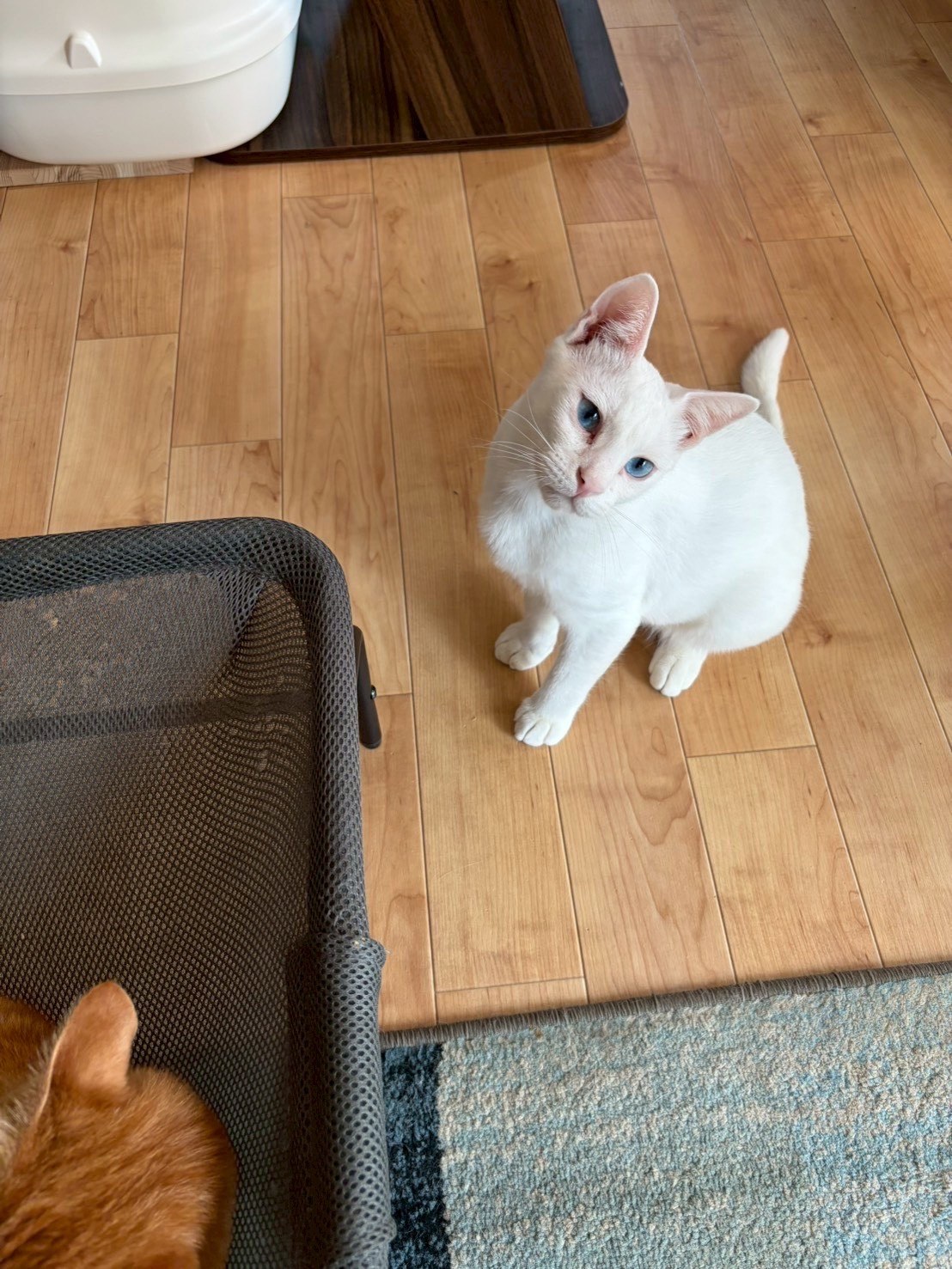 ブルーアイの白猫こはく