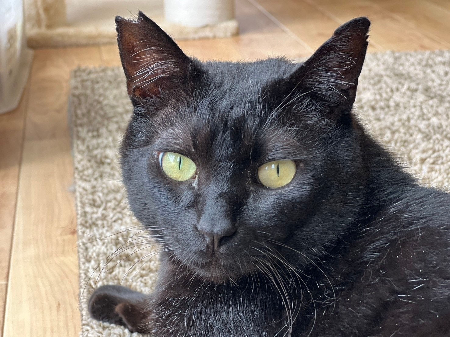 黒猫のさくら