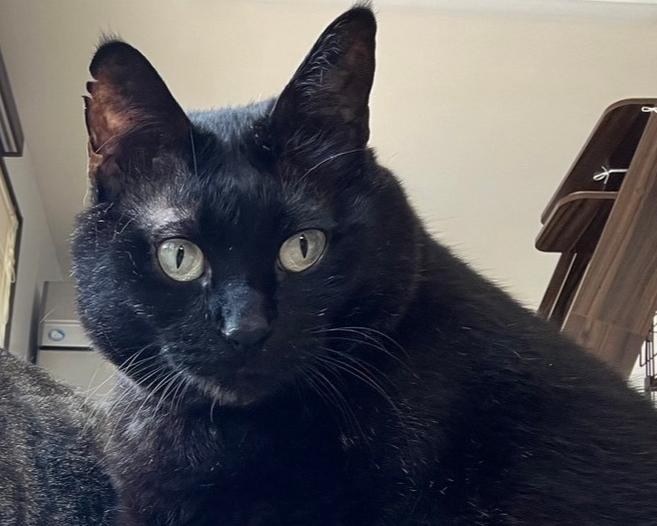 黒猫のやまと