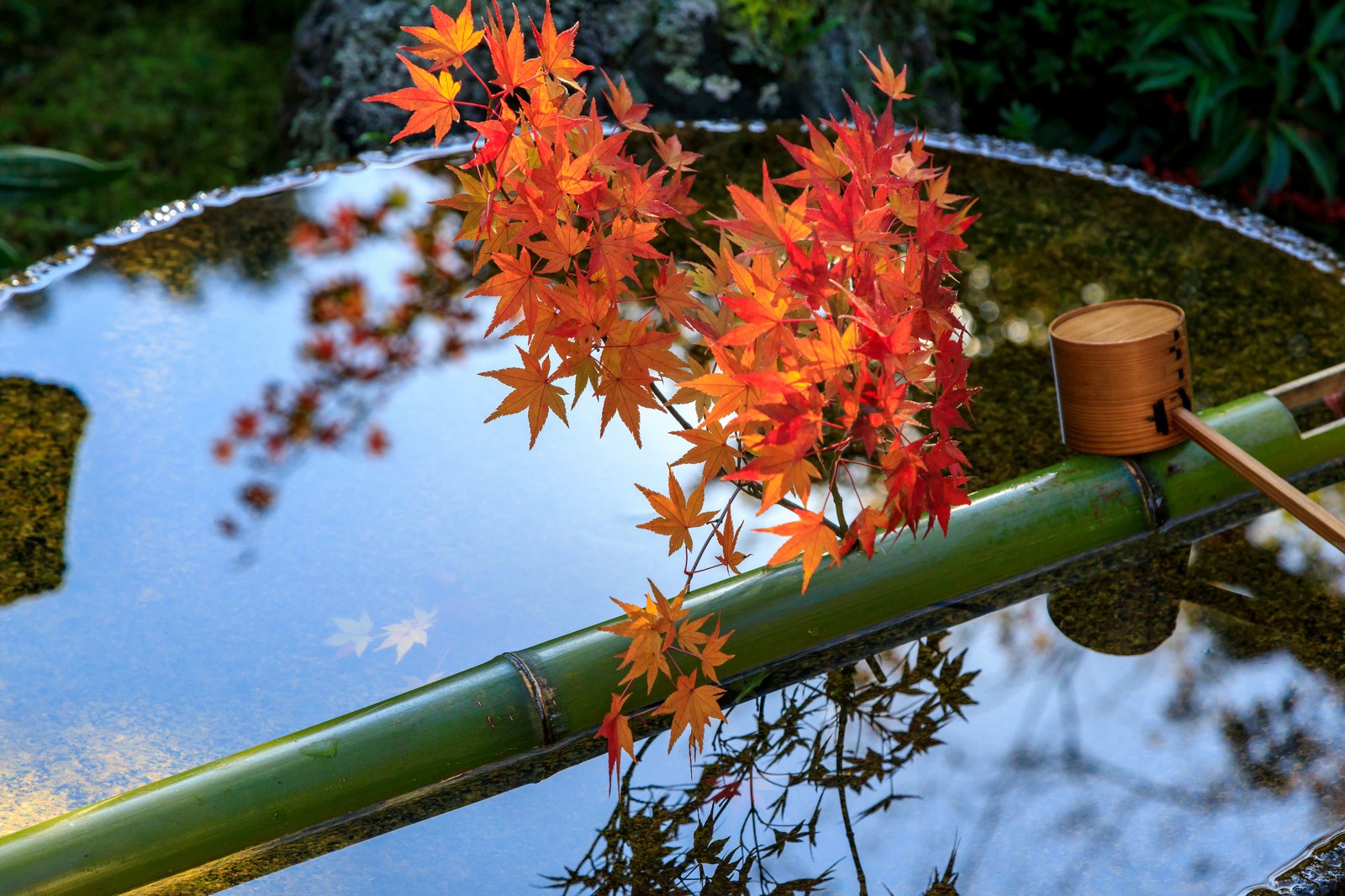 紅葉の庭