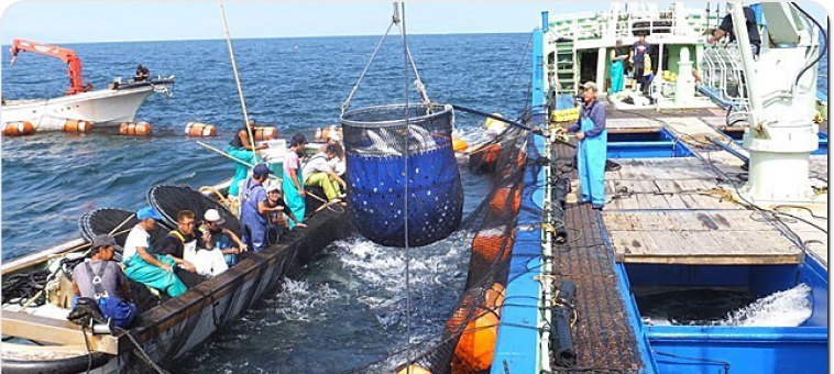 海上の大型生簀で作業する様子