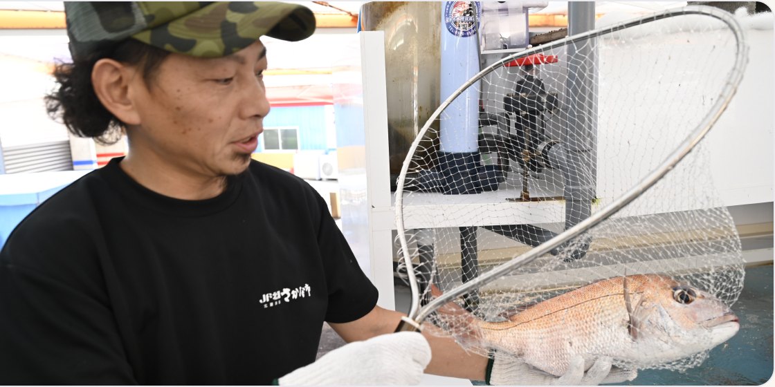 選んだ魚をすくうスタッフ