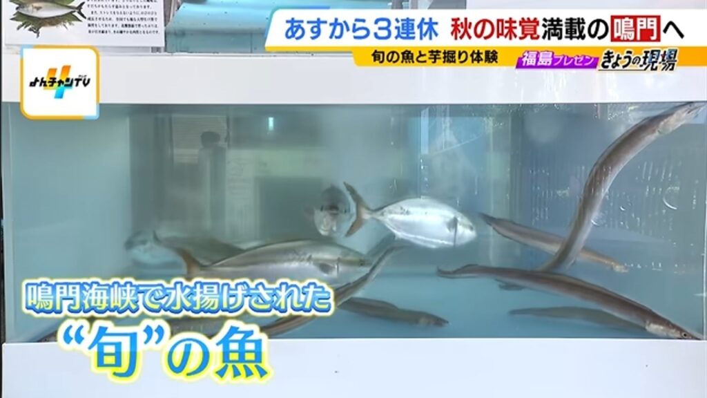番組の画面。さかな市の水槽で泳ぐ魚。字幕は「鳴門海峡で水揚げされた“旬”の魚」